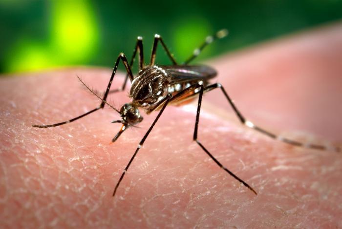 Mosquito Aedes aegypti, vector del dengue. Foto: CDC/James Gathany, Wikimedia Commons (dominio público).