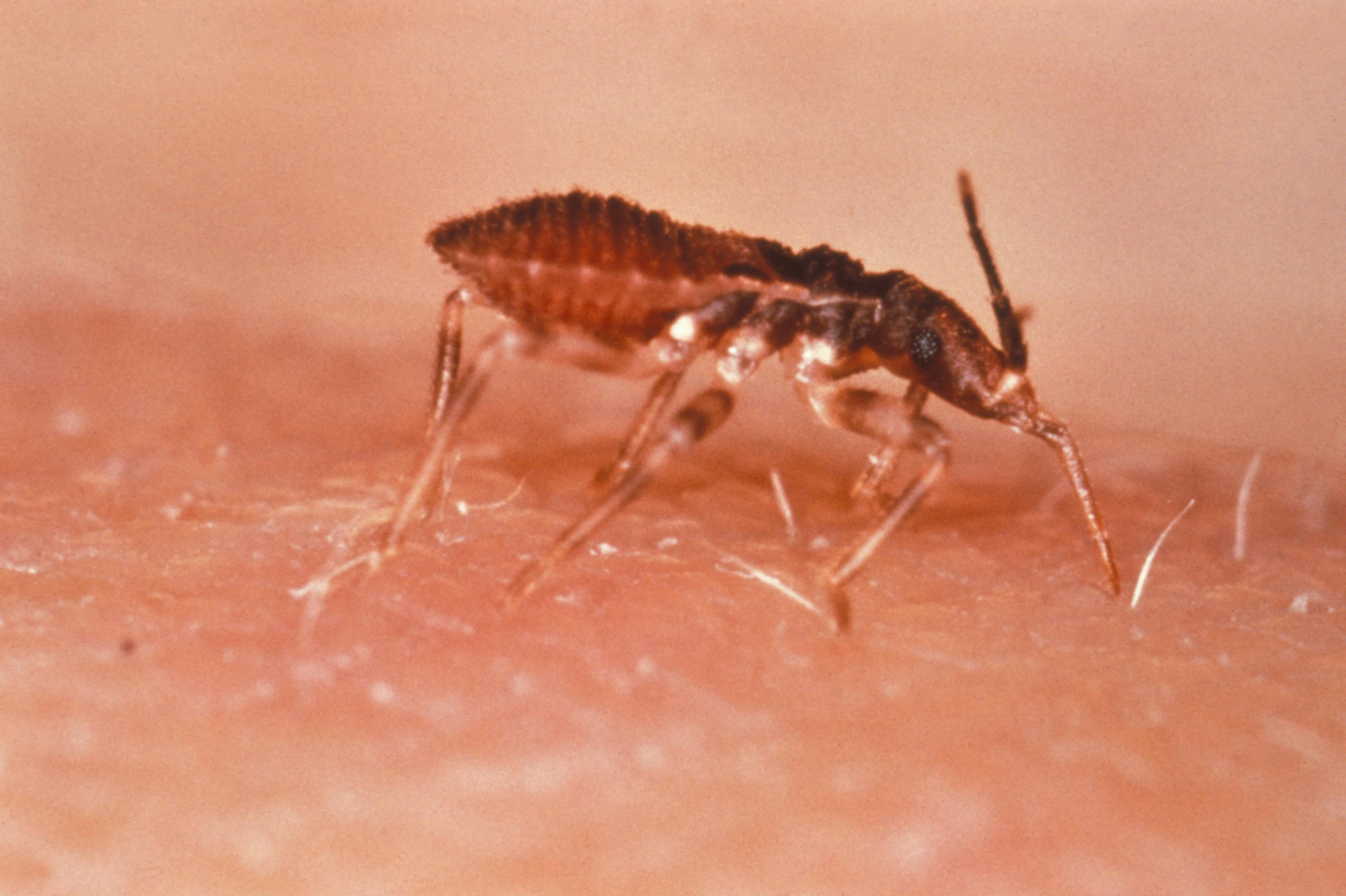 Triatoma infestans (vinchuca), vector de la enfermedad de Chagas. Foto: CDC, Wikimedia Commons (dominio público).